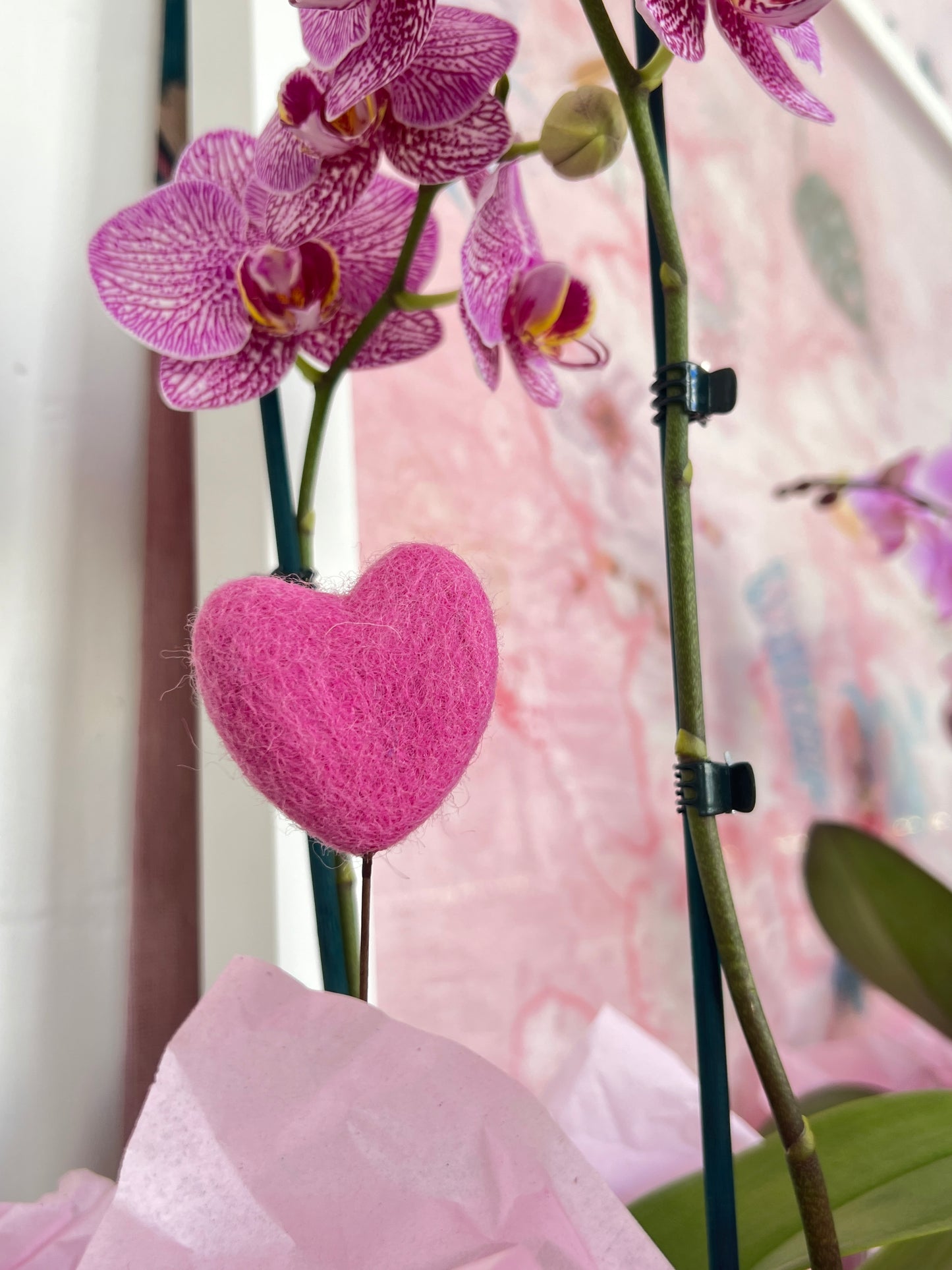 Living Orchid Plant with Heart gift box