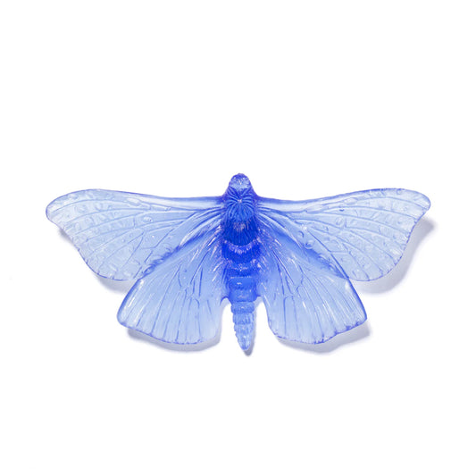 Cobalt Large Glass Moth / Pūriri  Artwork - Classic - by Luke Jacomb