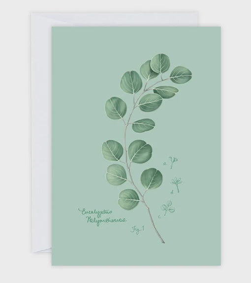 "Fig. 1: Eucalytptus" Greeting Card