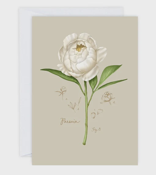 "Fig. 8: Peony" Greeting Card