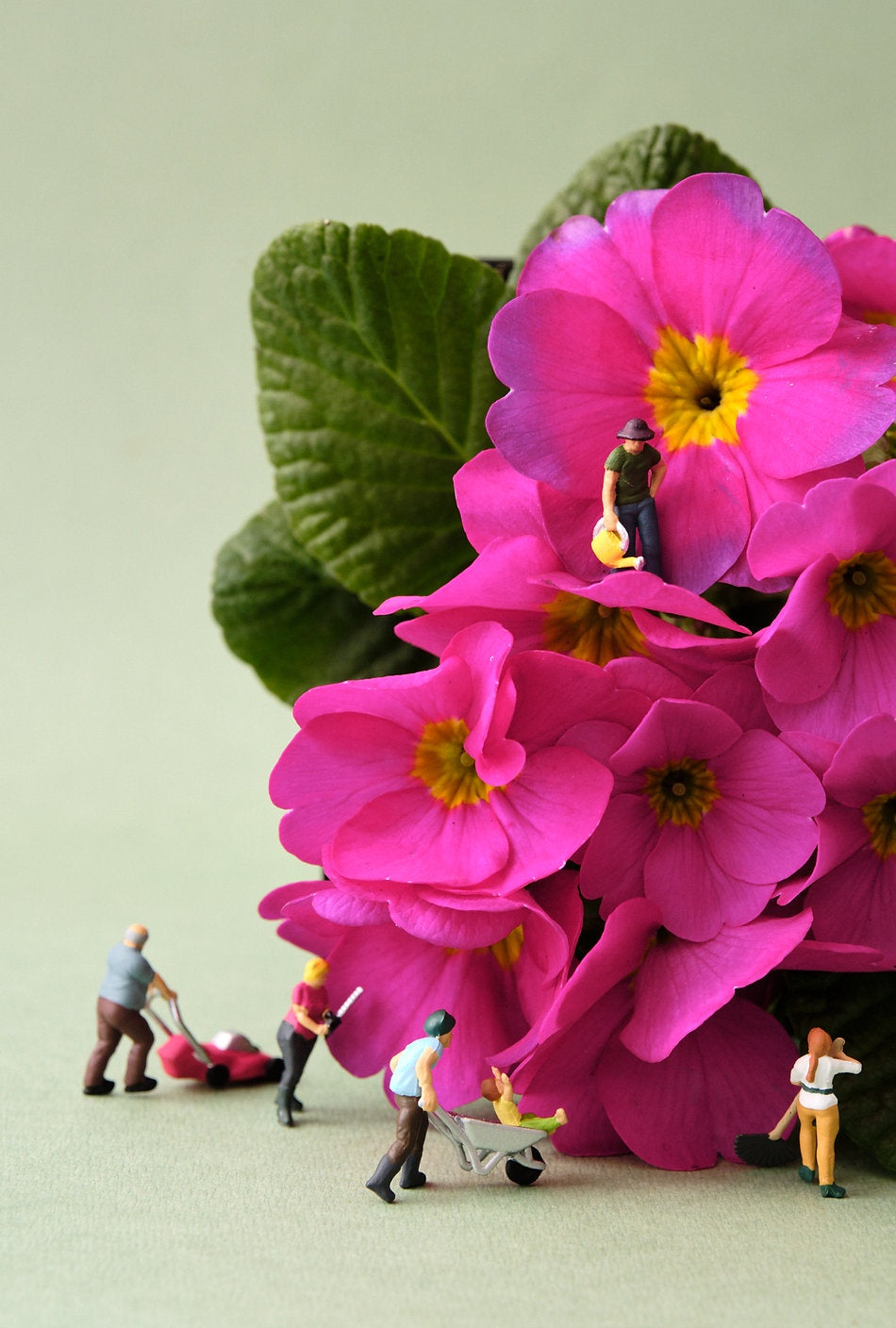 "Vertically Challenged Gardening" Print by adam popovic