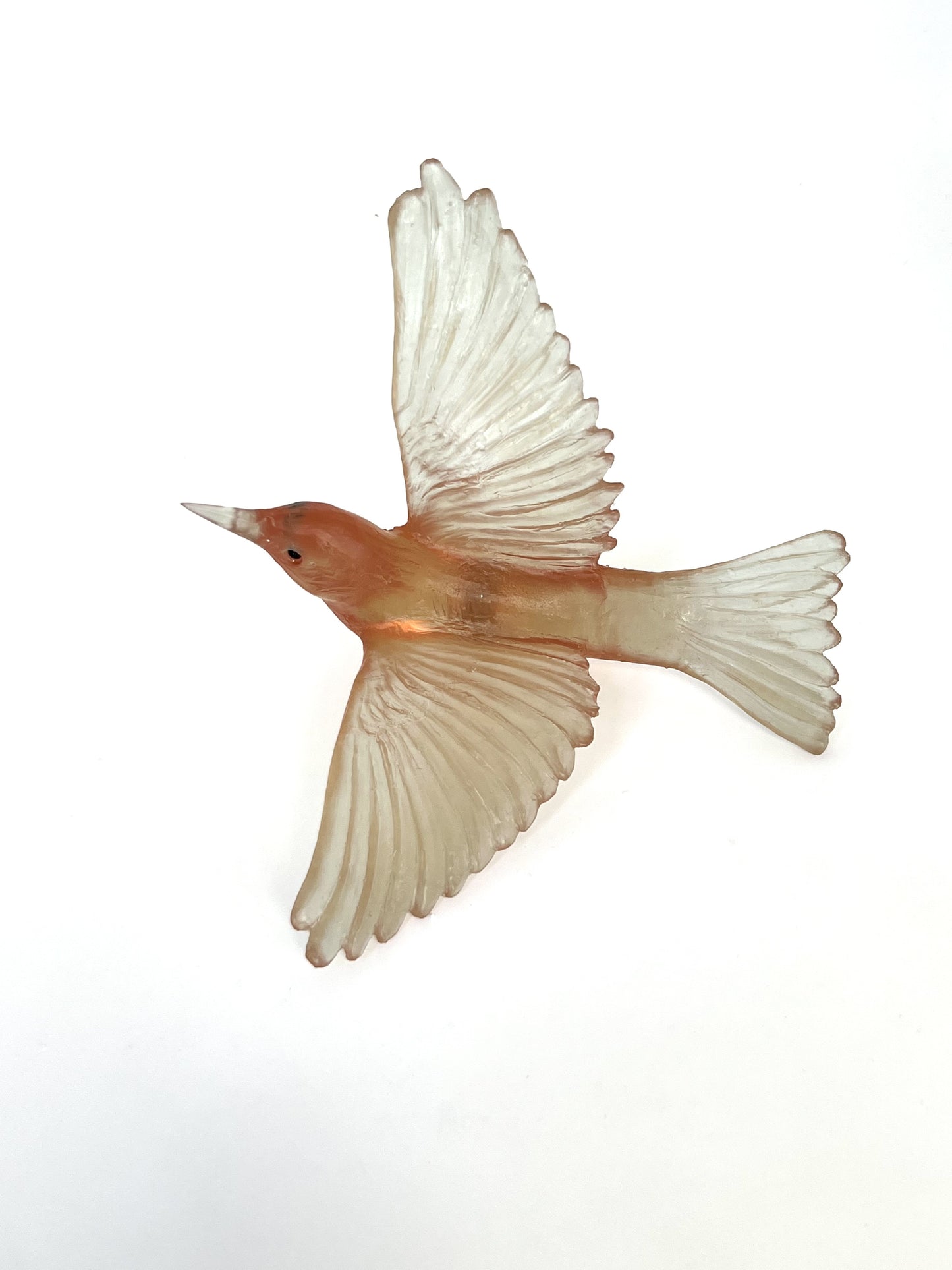 Silvereye / Tauhou - Rhubarb