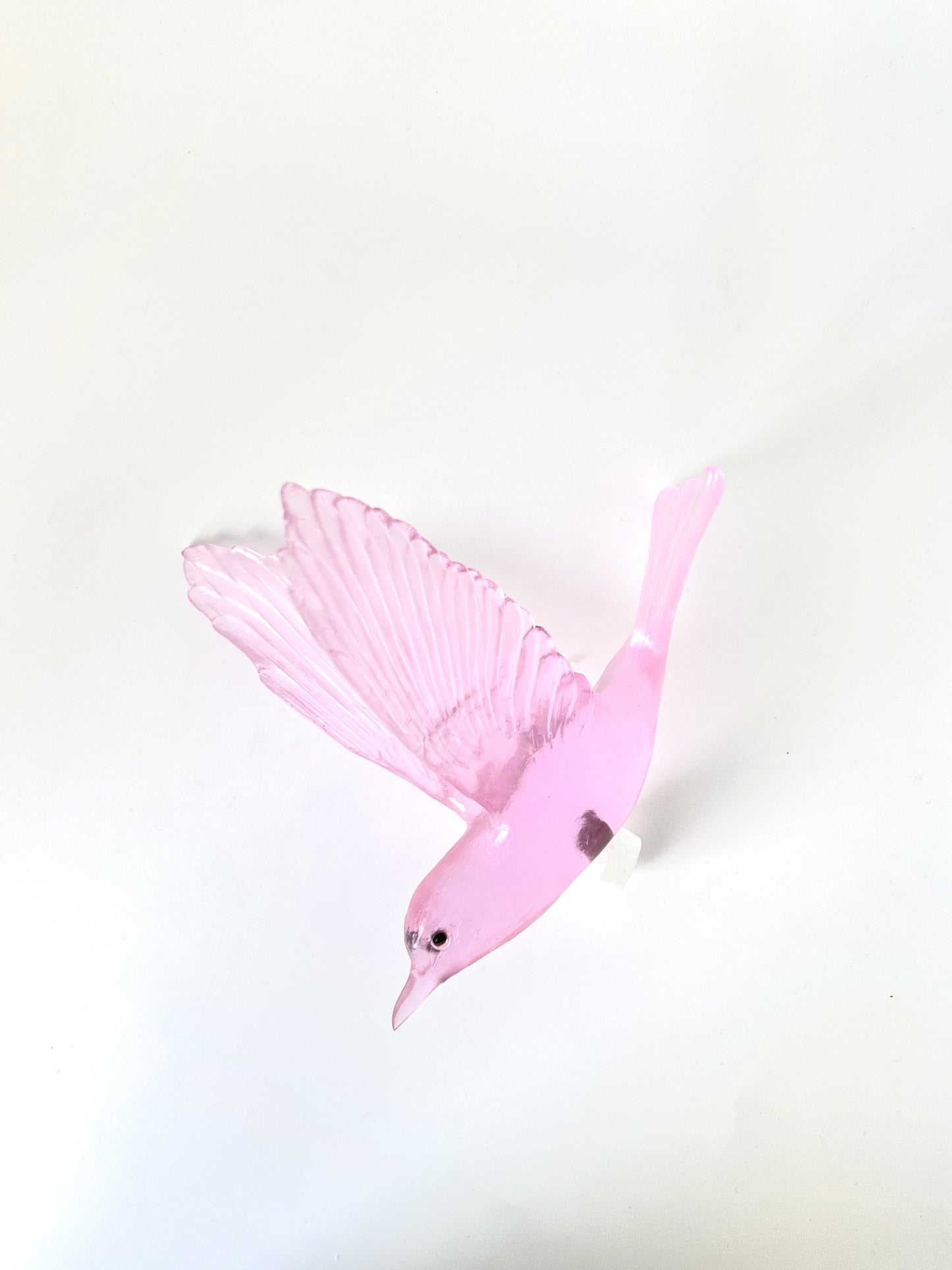 Shining Cuckoo / Pipiwharauroa - Pink