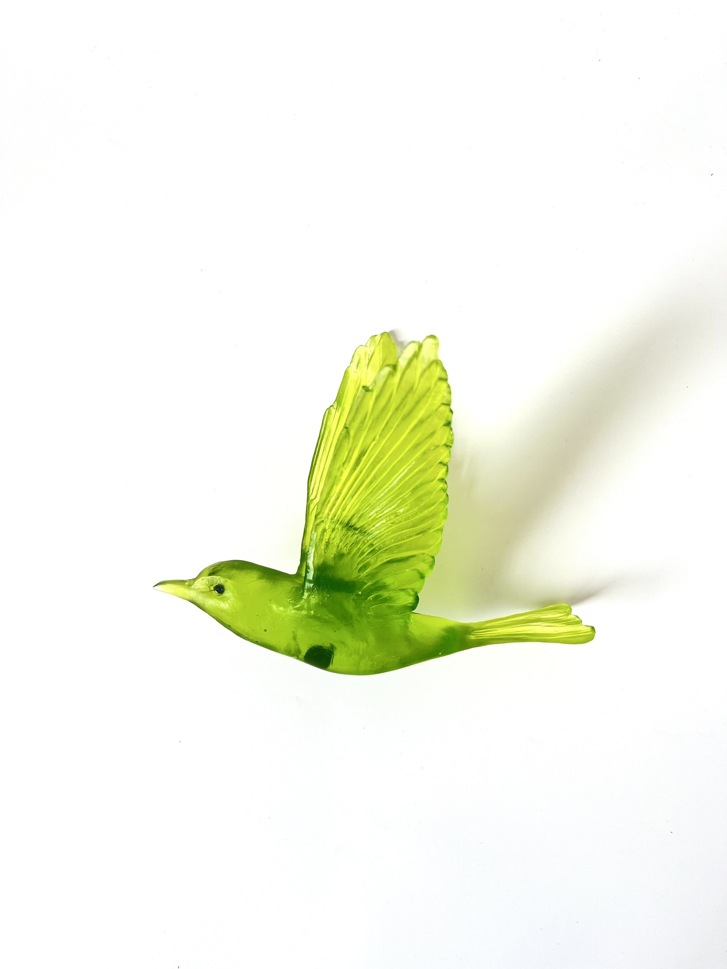 Shining Cuckoo / Pipiwharauroa - Lime