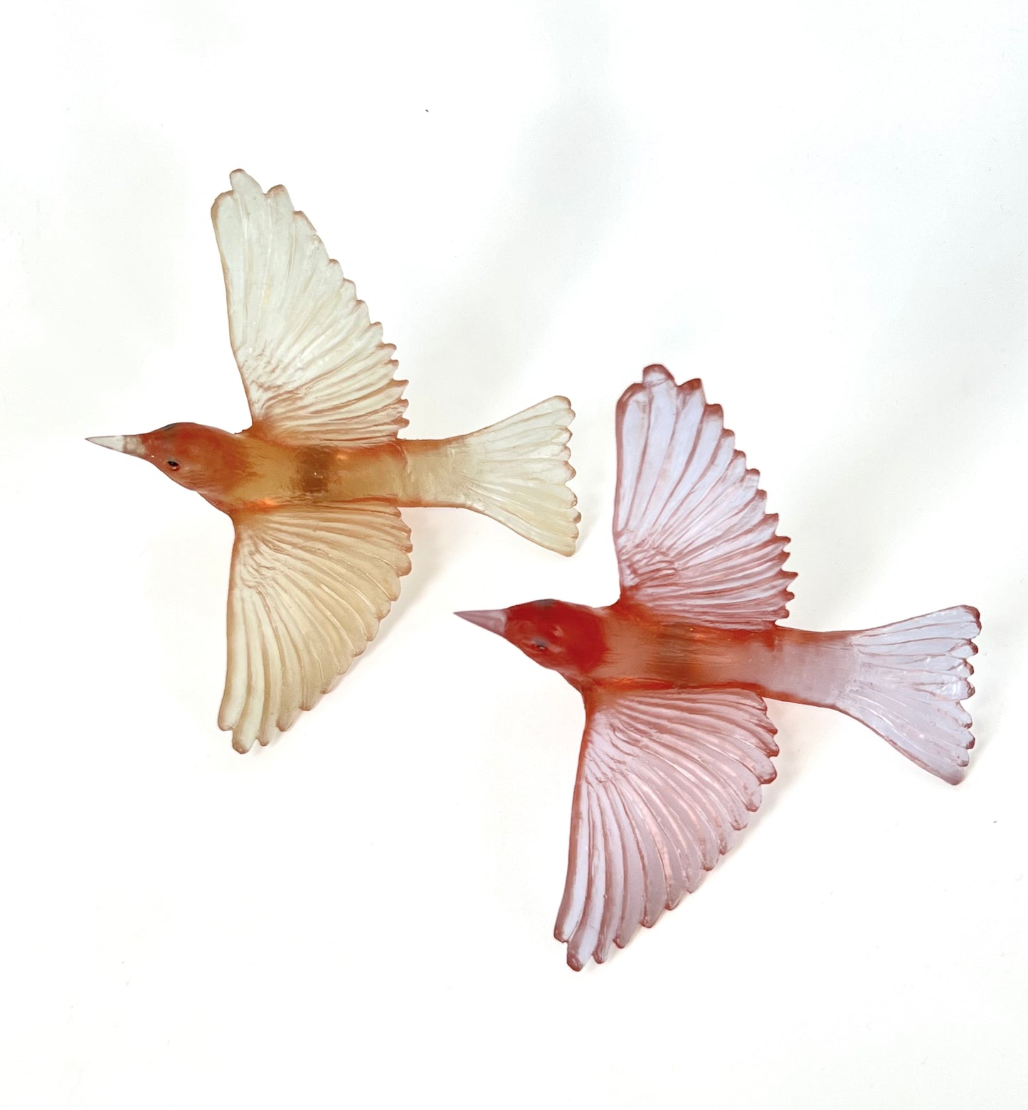 Silvereye / Tauhou - Rose