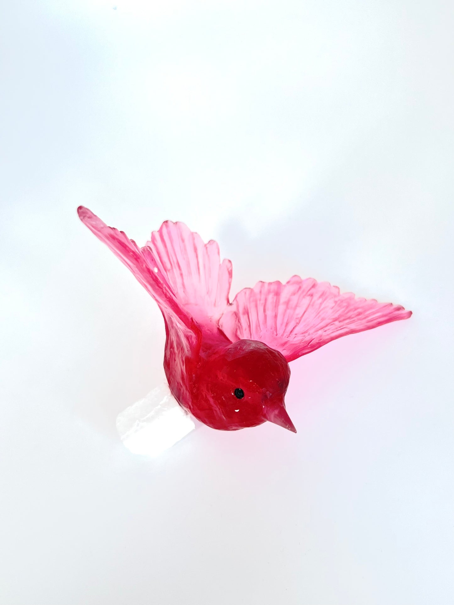 Tomtit / Kōmiromiro - Gold Ruby