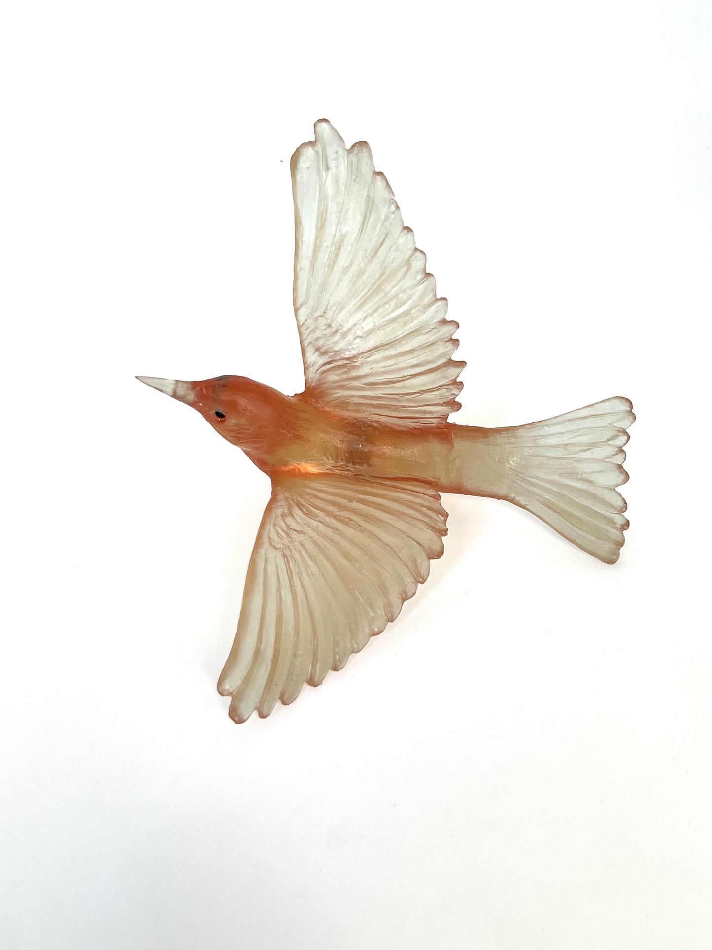 Silvereye / Tauhou - Rhubarb