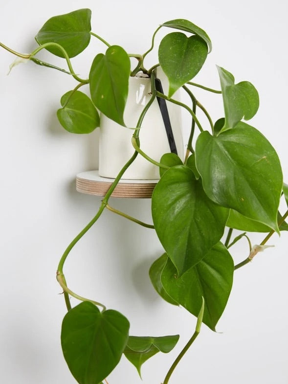 Round Floating Shelf - 200mm - White