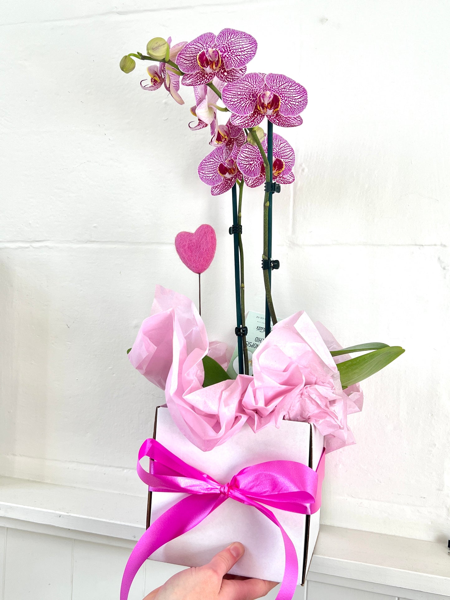 Living Orchid Plant with  Heart gift box