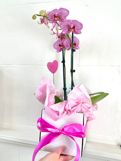 Living Orchid Plant with  Heart gift box