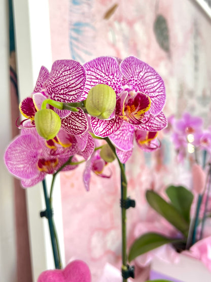 Living Orchid Plant with  Heart gift box