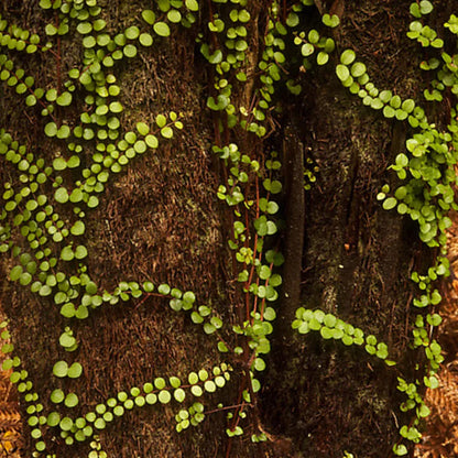 Rātā Vine Drop Earrings - Black