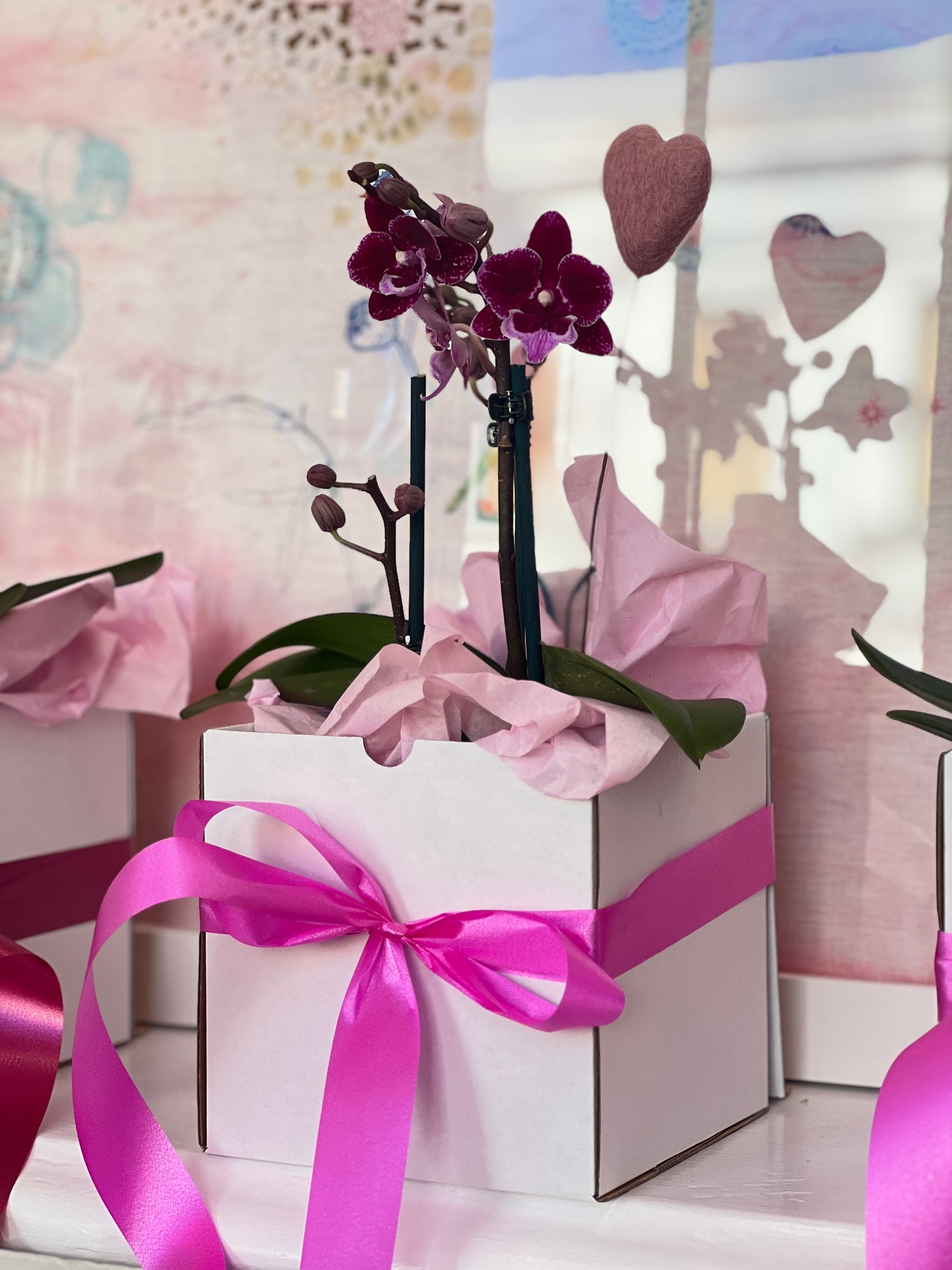 Living Orchid Plant with  Heart gift box