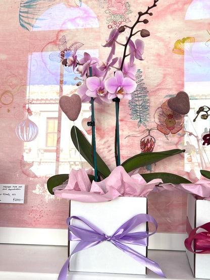 Living Orchid Plant with  Heart gift box