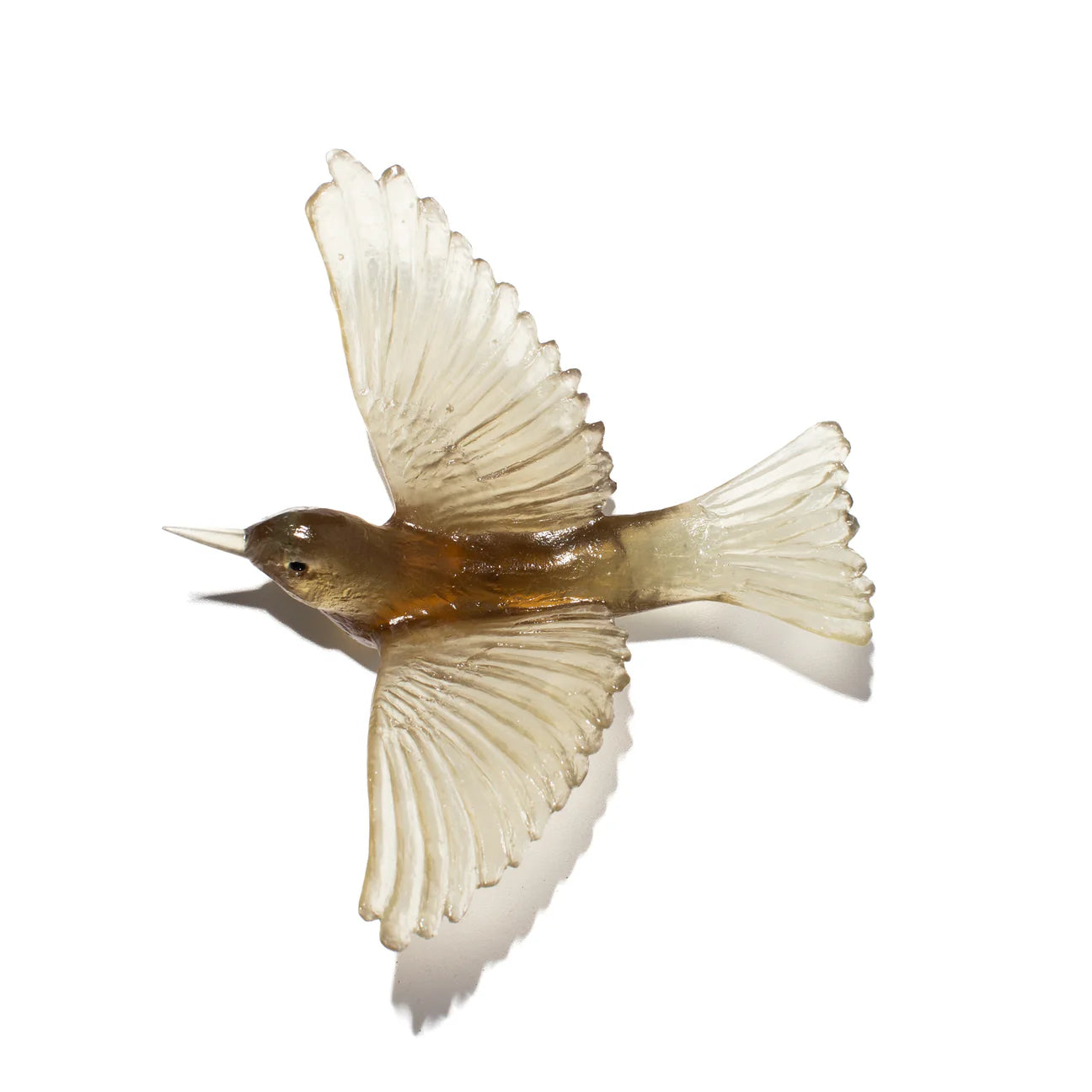 Silvereye / Tauhou - Bronze