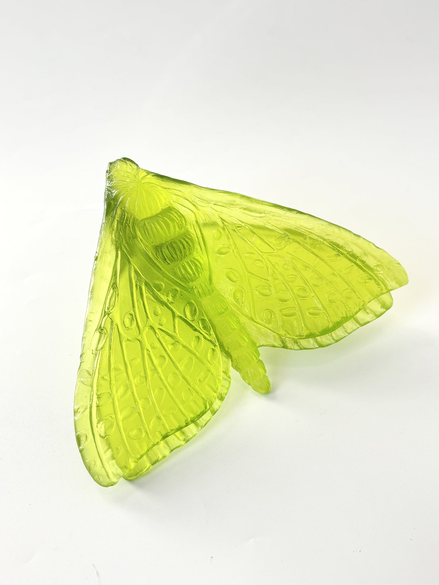Lime Glass Moth / Pūriri (Wings in) Artwork - Classic - by Luke Jacomb