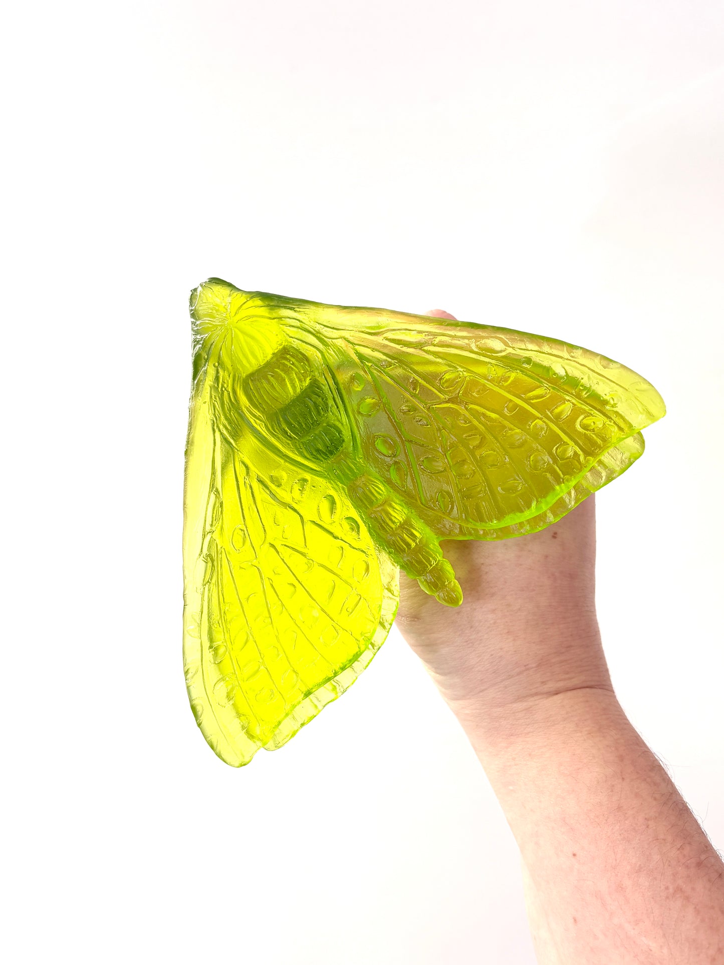 Lime Glass Moth / Pūriri (Wings in) Artwork - Classic - by Luke Jacomb
