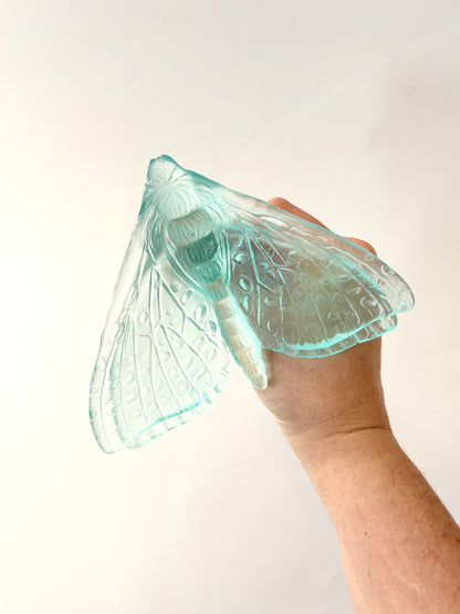 Lake Blue Glass Moth / Pūriri (Wings in)  Artwork - Classic - by Luke Jacomb