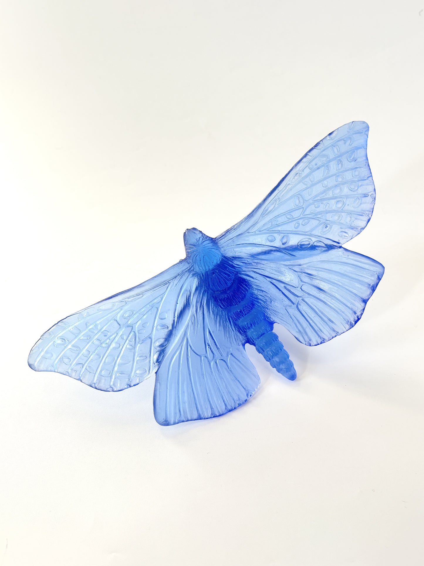 Cobalt Large Glass Moth / Pūriri  Artwork - Classic - by Luke Jacomb