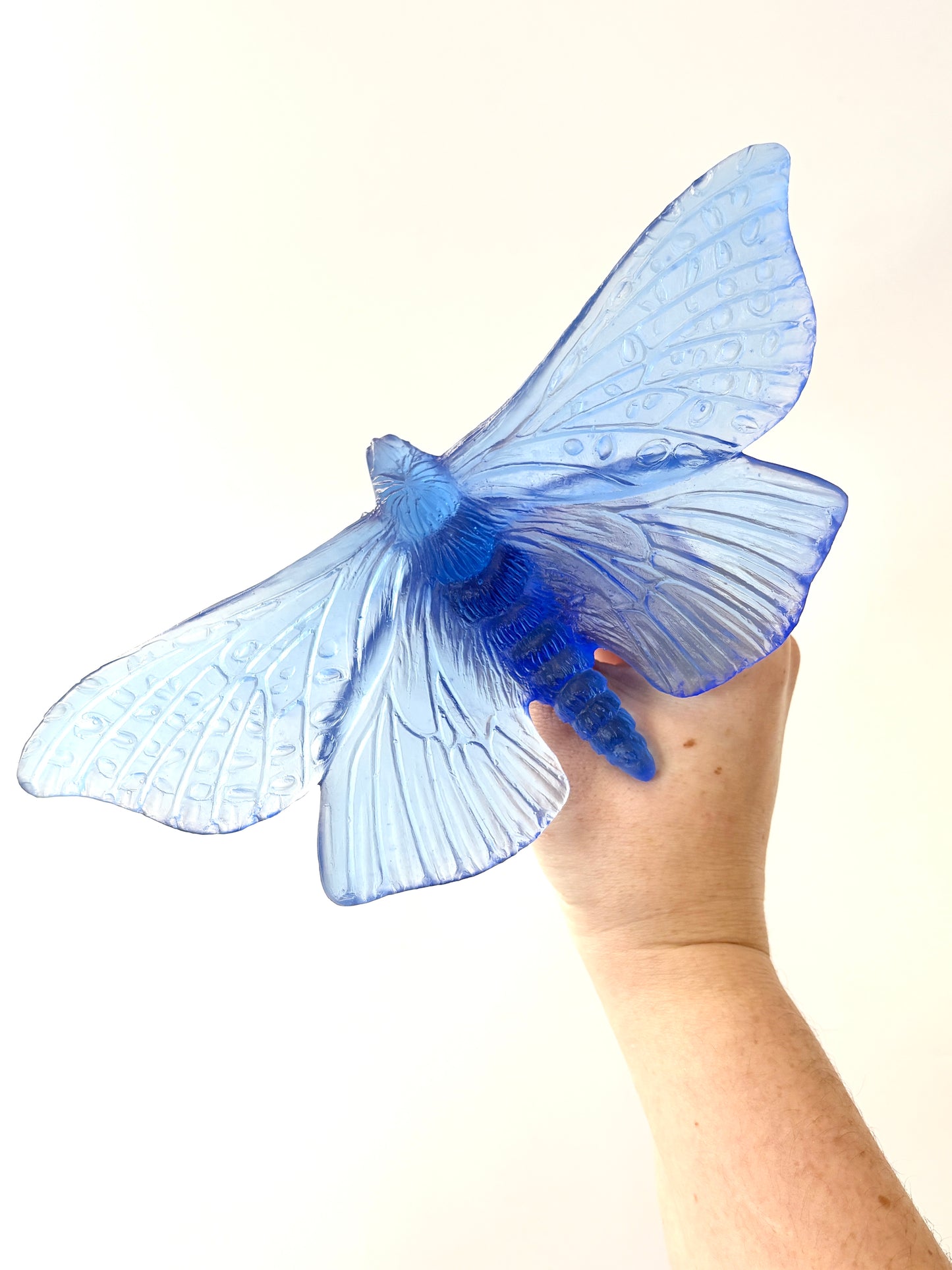 Cobalt Large Glass Moth / Pūriri  Artwork - Classic - by Luke Jacomb