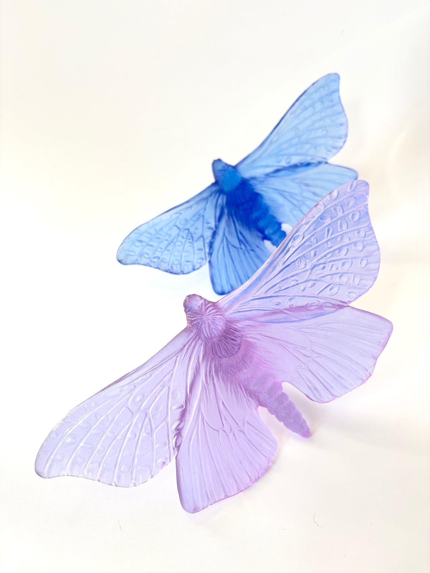 Cobalt Large Glass Moth / Pūriri  Artwork - Classic - by Luke Jacomb