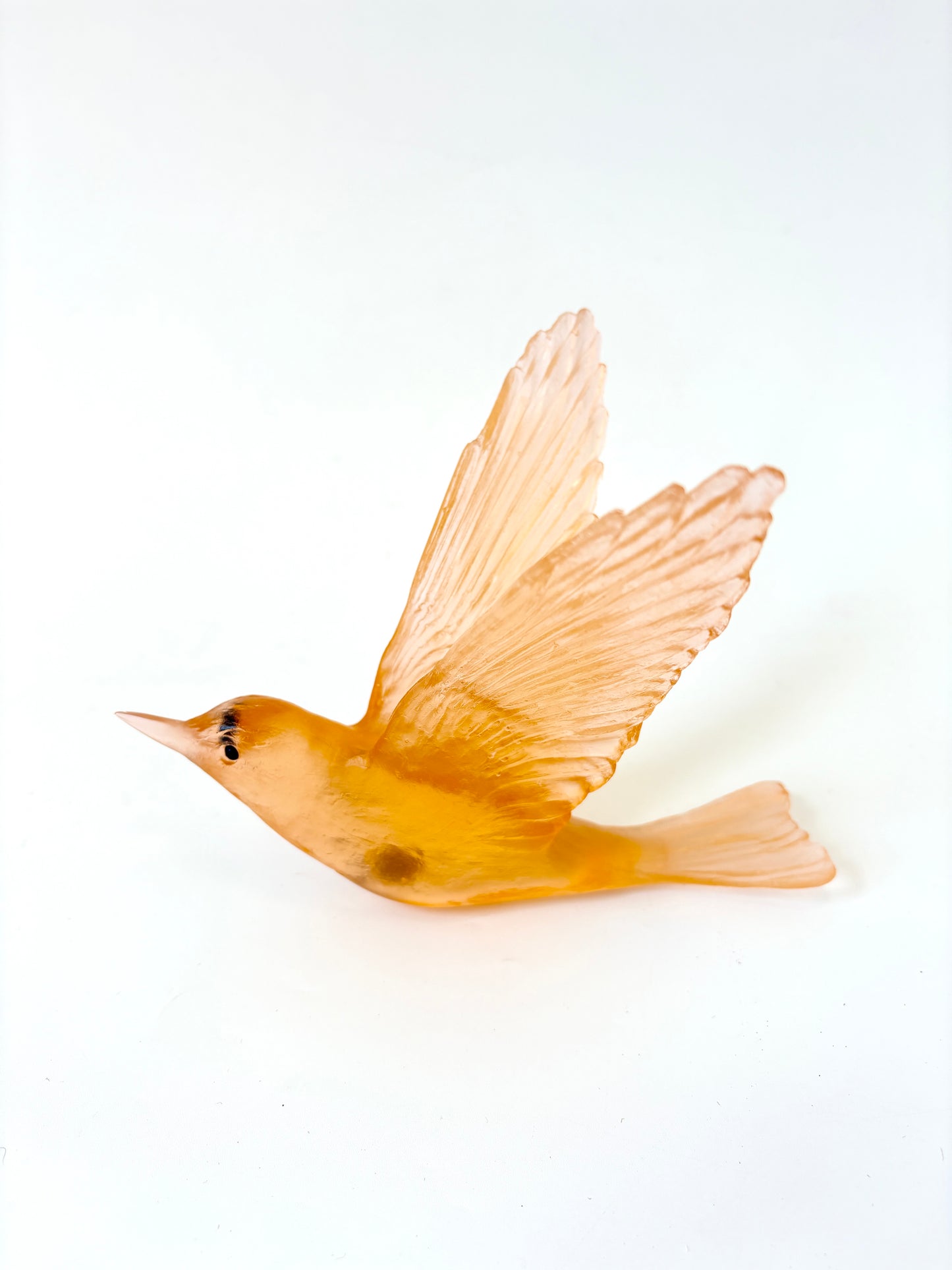 Shining Cuckoo / Pipiwharauroa - Apricot