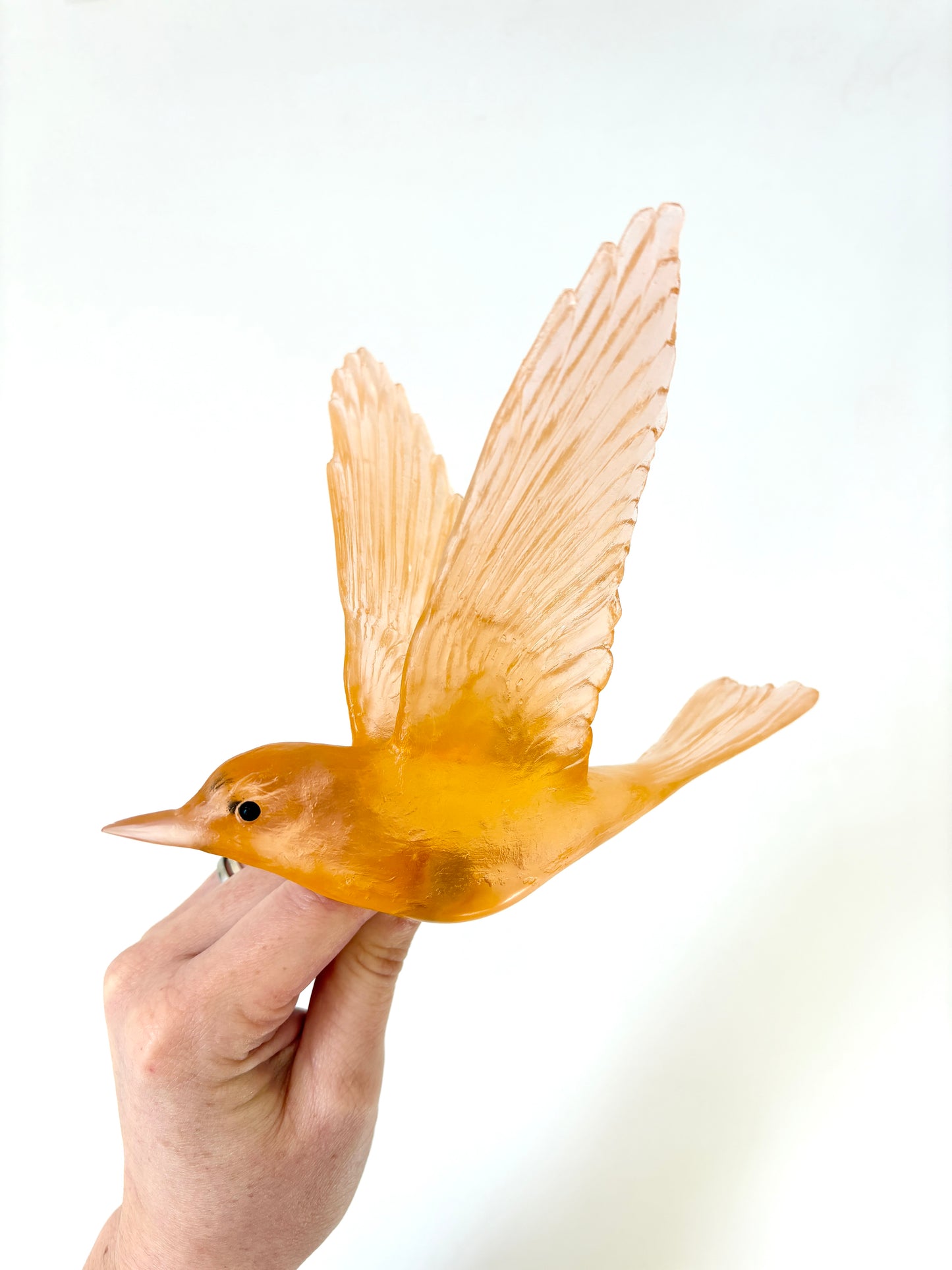 Shining Cuckoo / Pipiwharauroa - Apricot