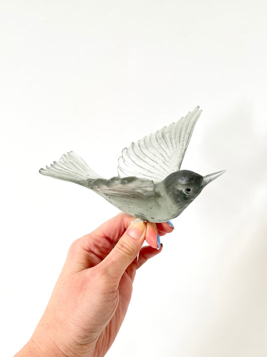 Silvereye / Tauhou - Grey