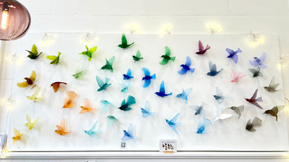 Shining Cuckoo / Pipiwharauroa - Aquamarine