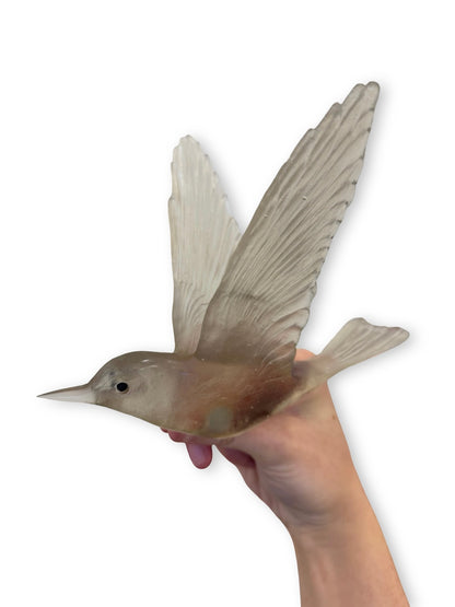 Shining Cuckoo / Pipiwharauroa - Pale Bronze