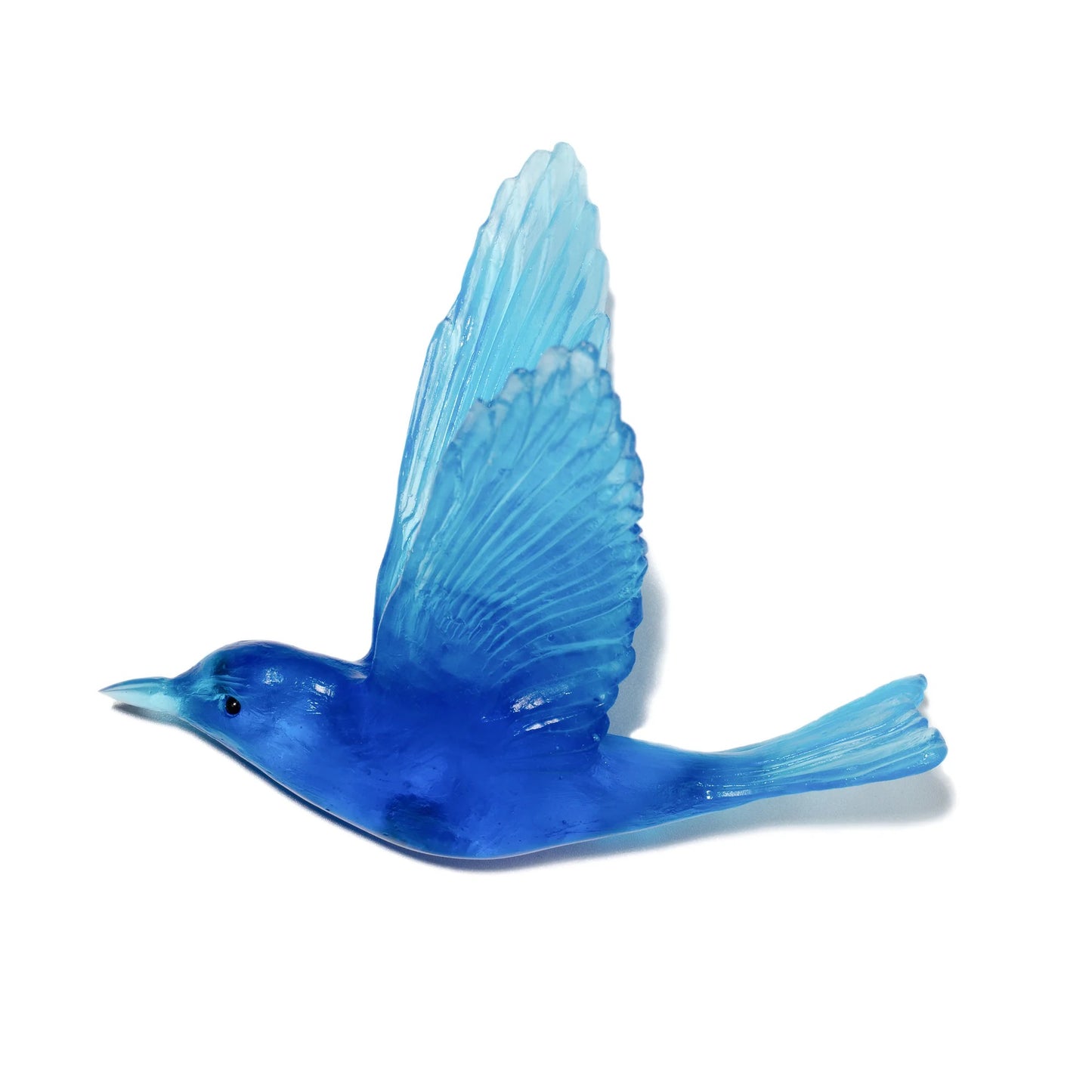 Shining Cuckoo / Pipiwharauroa - Aquamarine