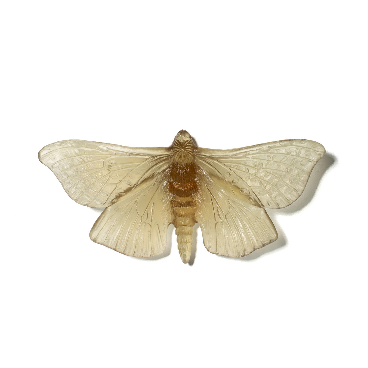 Bronze Large Glass Moth / Pūriri Artwork - Classic - by Luke Jacomb