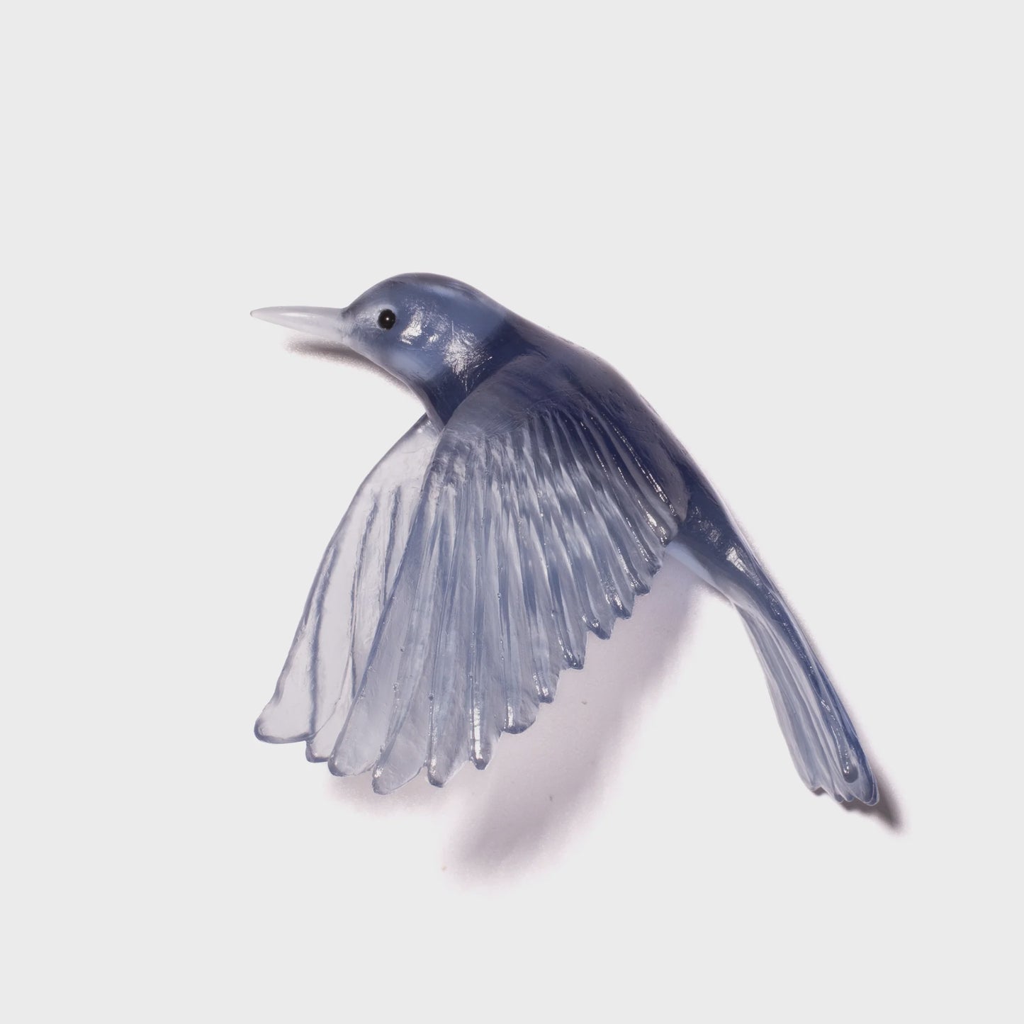 Pōpokotea / Whitehead - Steel Blue