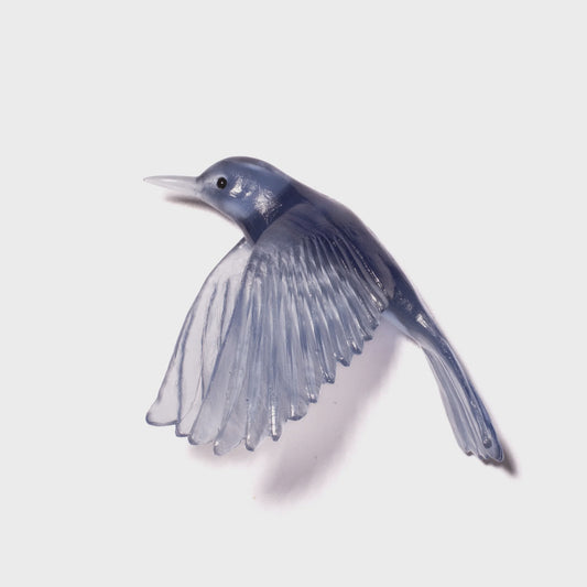 Pōpokotea / Whitehead - Steel Blue