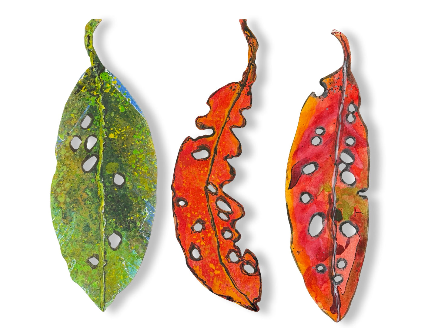 Medium Pohutukawa Leaf (23438)