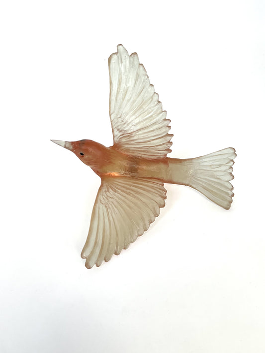 Silvereye / Tauhou - Rhubarb