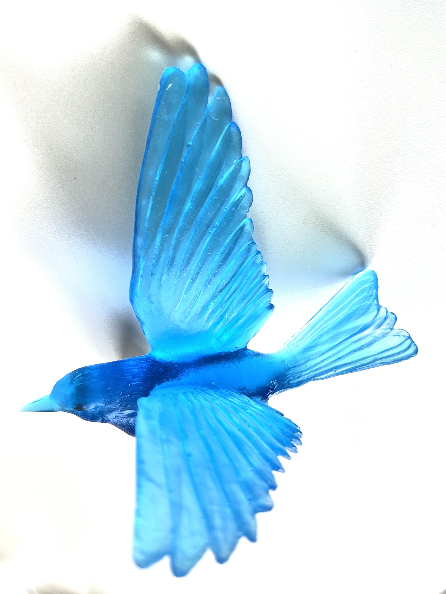 Stitchbird / Hihi - Copper Blue
