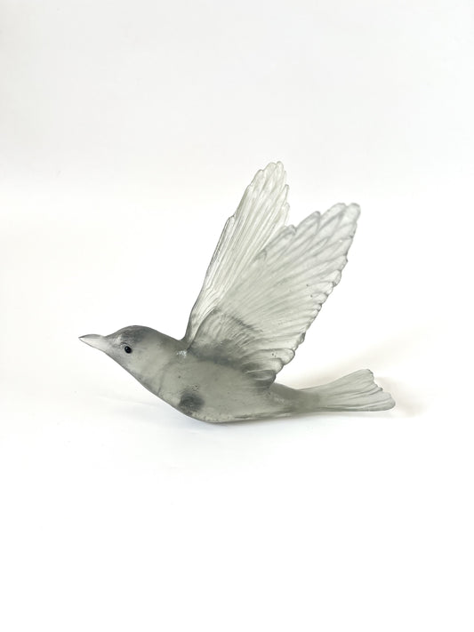 Shining Cuckoo / Pipiwharauroa - Grey
