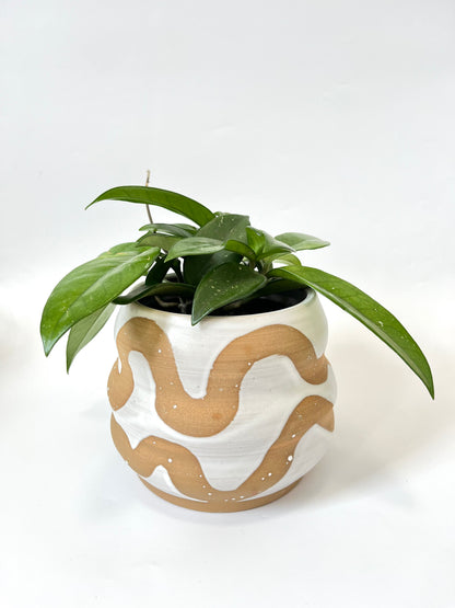 Hoya Plant in Statement Ceramic Pot