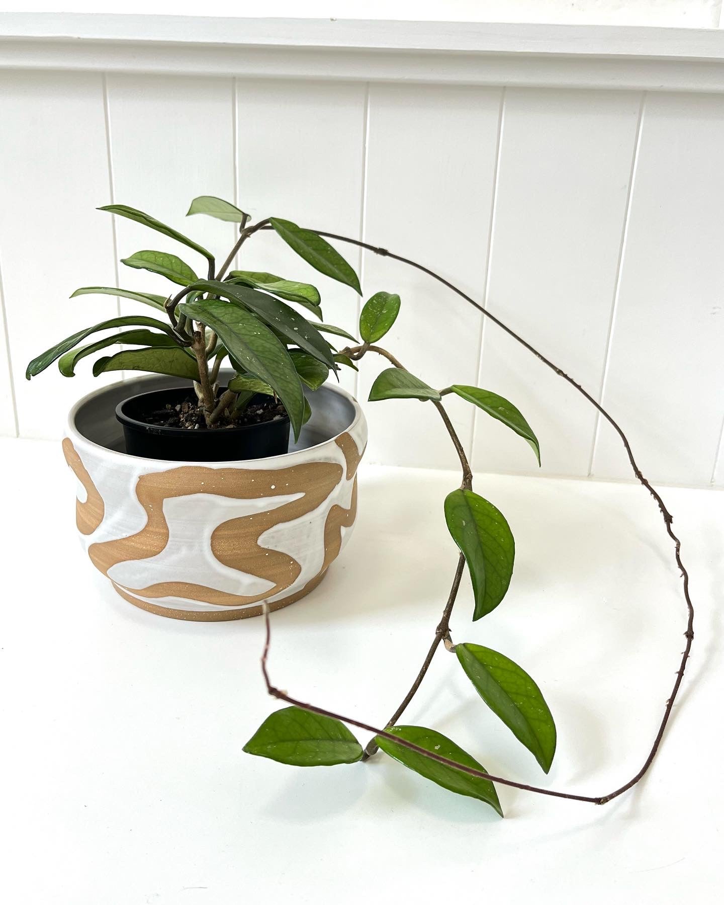 Hoya Plant in Statement Ceramic Pot