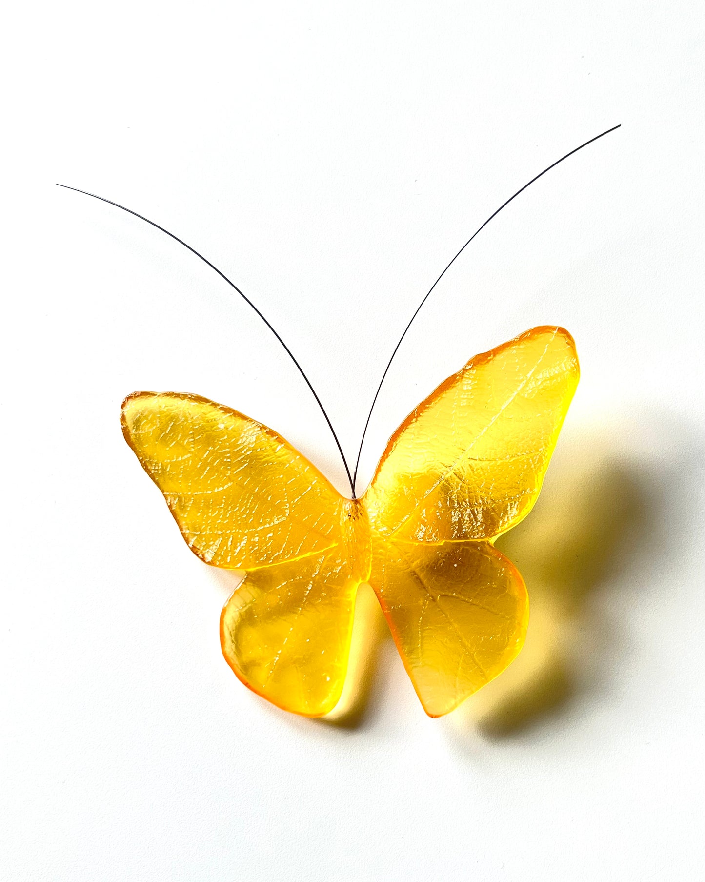 Glass Monarch / Kakahu Butterfly - Pale Yellow