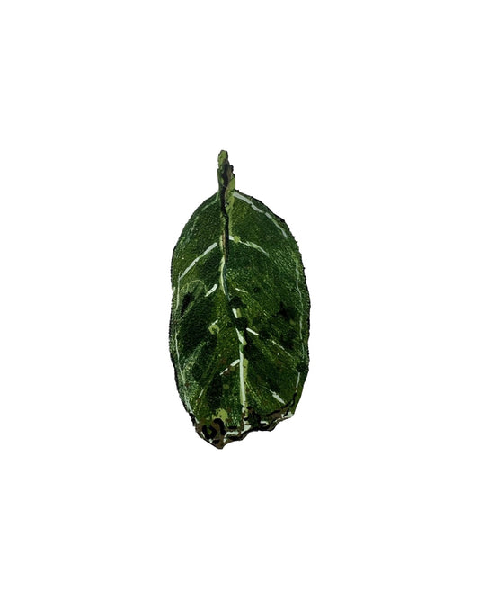 Tiny Pohutukawa Leaf (22004)